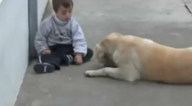 Xúc động cảnh chú chó vỗ về một em bé thiểu năng