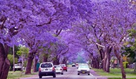 "Con đường màu tím" ở Johannesburg