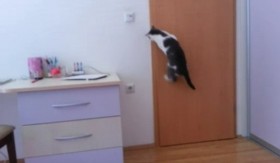 Xem chú mèo tự mở cửa để ra ngoài