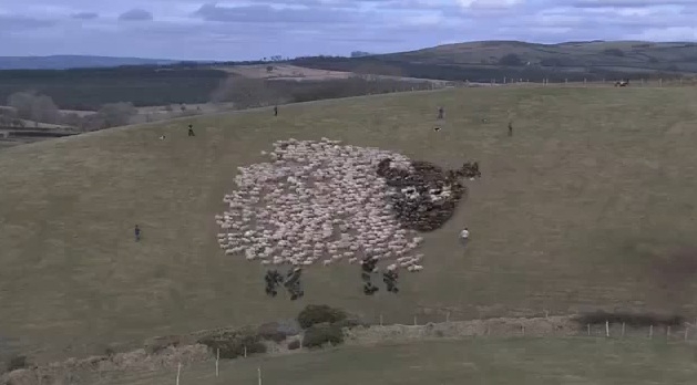 Màn trình diễn tuyệt vời của... những chú cừu!