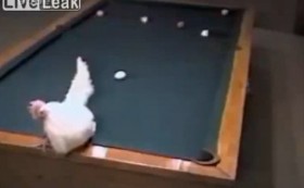 Khi gà cũng biết chơi billiard?