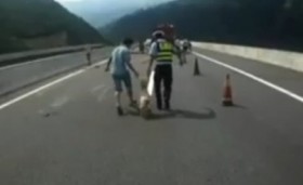 Hài hước xem CSGT Trung Quốc vây bắt lợn trên đường