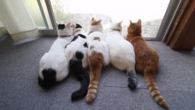 Cận cảnh những chú mèo lười nhất thế giới Shironeko