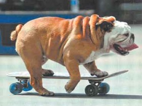 Hài hước chú chó có khả năng trượt ván "sành điệu"