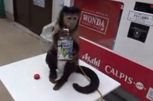 Hài hước chú khỉ thông minh biết tự mua nước uống