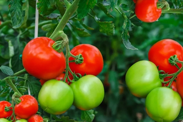 Cà chua ăn sống tốt hơn? 4 điểm chú ý khi ăn cà chua kẻo mang họa vào thân