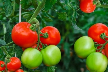 Cà chua ăn sống tốt hơn? 4 điểm chú ý khi ăn cà chua kẻo mang họa vào thân