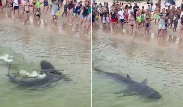 Cá mập khổng lồ lao thẳng vào bãi tắm dọa du khách khiếp vía