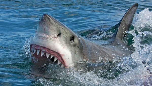 Cá mập khổng lồ lao thẳng vào bãi tắm dọa du khách khiếp vía