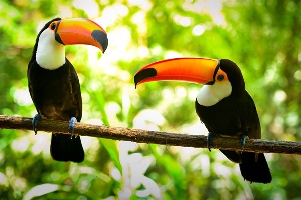 Chim Toucan được ghép đôi vợ chồng, 8 năm không có con và sự thật phũ phàng