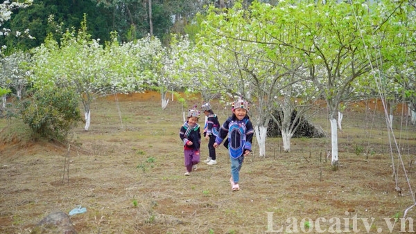 Lào Cai: Đưa sản phẩm du lịch ngắm hoa vào khai thác