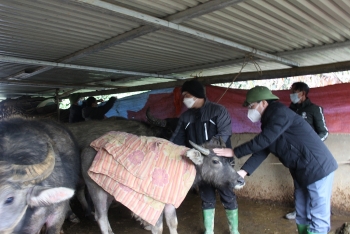 Công tác phòng chống rét cho gia súc tại huyện vùng cao Trạm Tấu