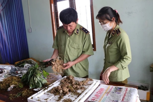 Bắt vụ vận chuyển Sâm Ngọc Linh giả tại 