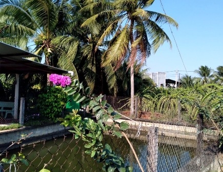 Đến Phan Thiết nhớ ghé tham quan vườn thanh long Phú Mỹ