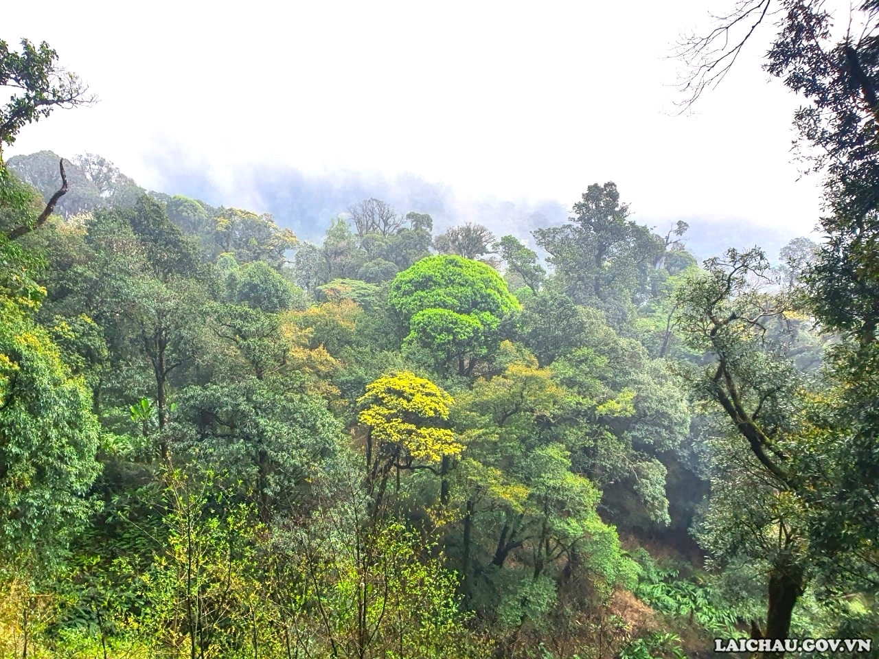 Khám phá rừng chè cổ thụ trên đỉnh Pu Ta Leng – “Vàng xanh” của núi rừng