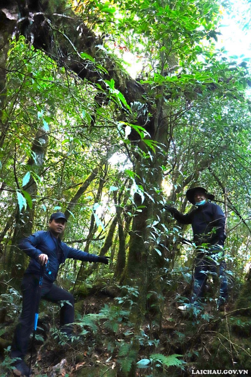 Khám phá rừng chè cổ thụ trên đỉnh Pu Ta Leng – “Vàng xanh” của núi rừng