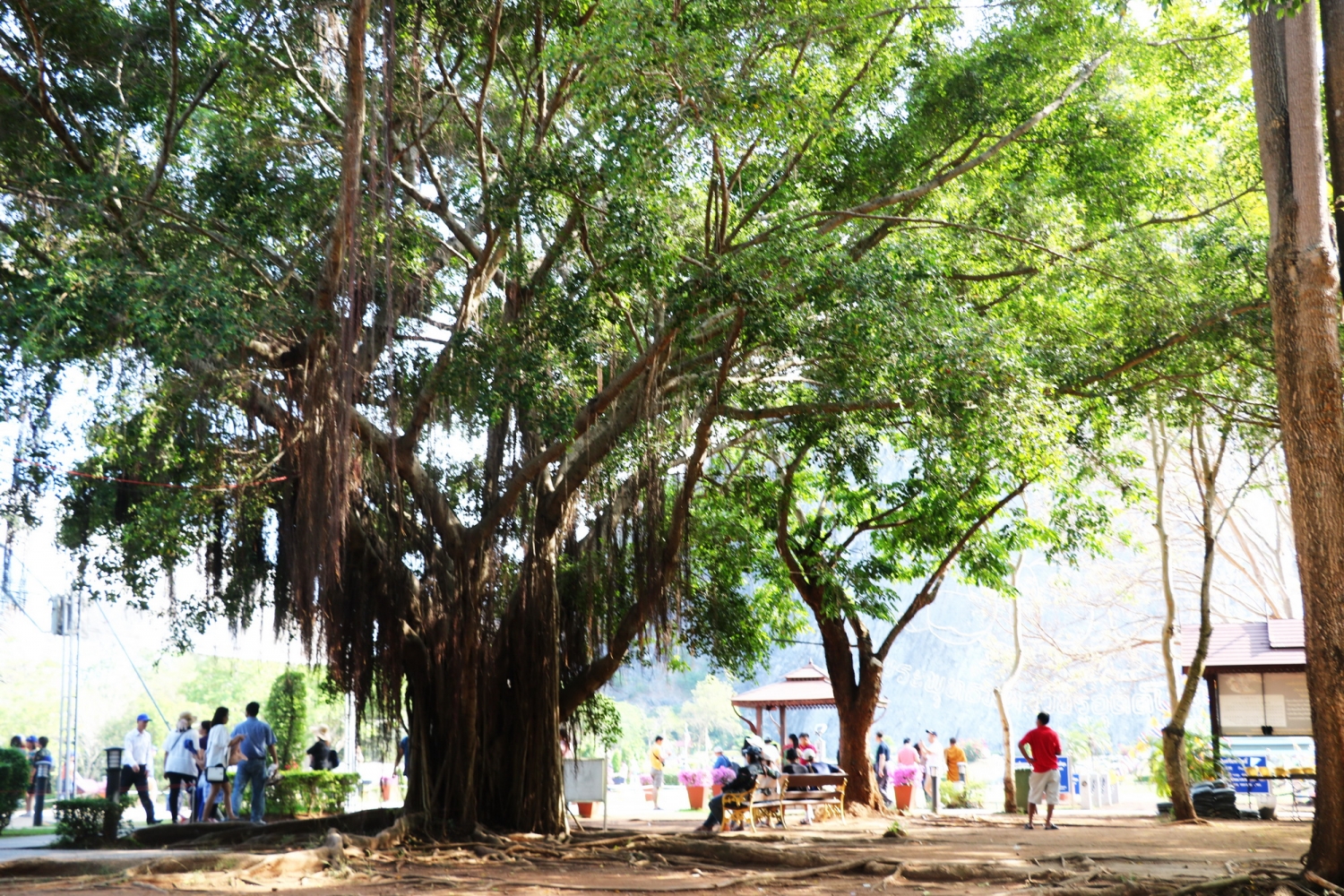 Tượng Phật Vàng trên núi Chon Buri