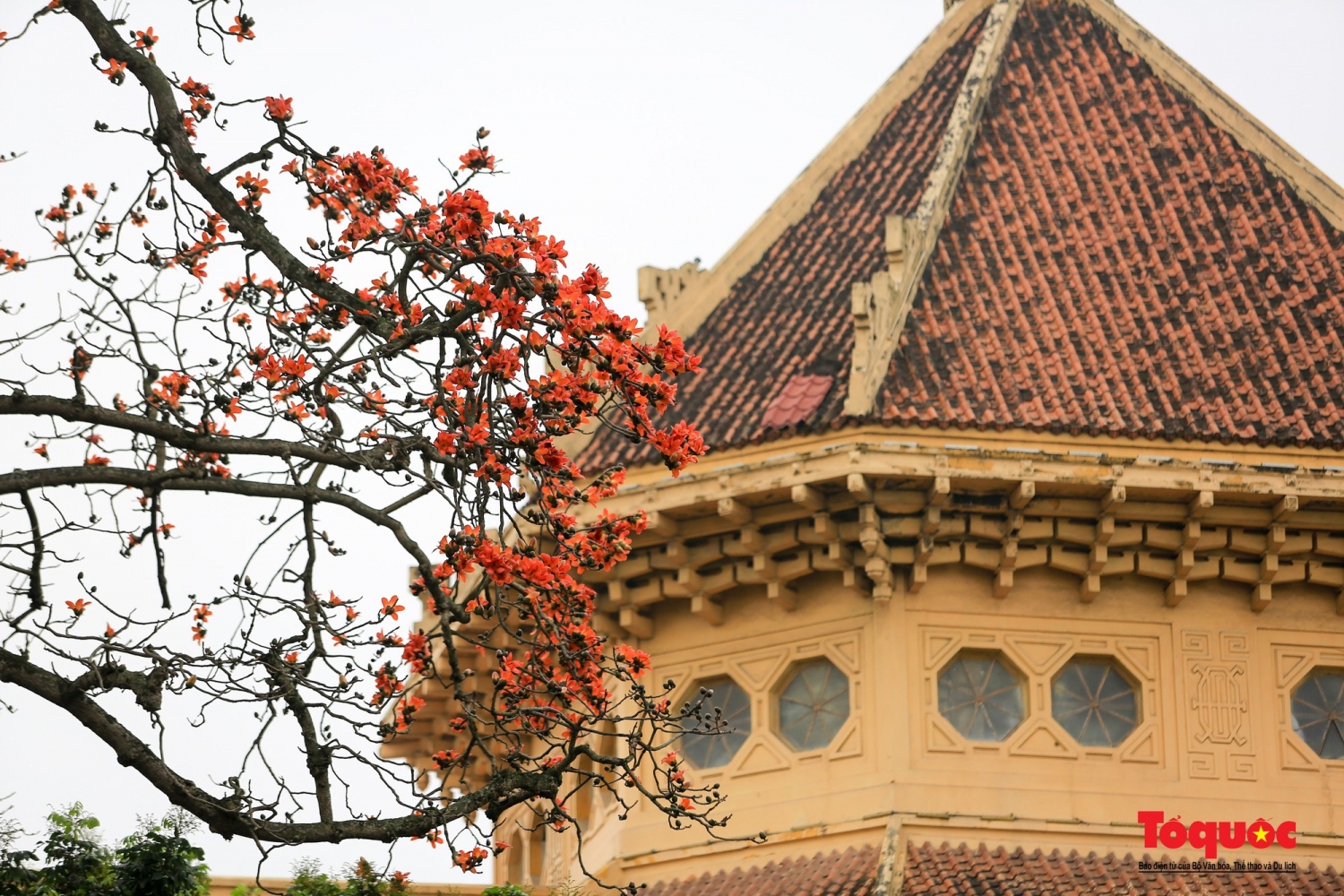 Bảo tàng Lịch sử Quốc gia rực rỡ trong sắc hoa gạo tháng 3