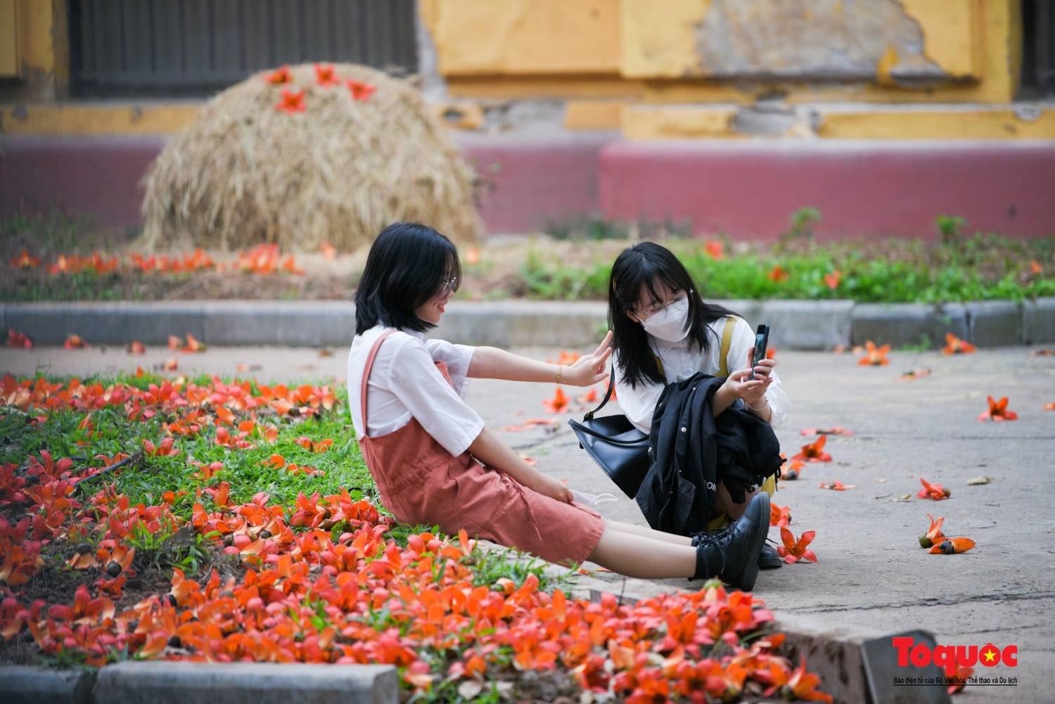 Bảo tàng Lịch sử Quốc gia rực rỡ trong sắc hoa gạo tháng 3
