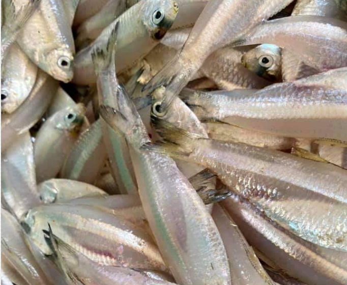 Cá mai, đặc sản vùng biển Phước Hải