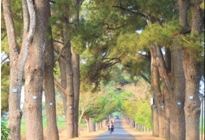 Hàng thông trăm tuổi - Nét đẹp bình yên ở Gia Lai