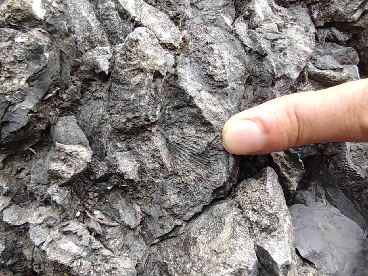 Di sản địa chất san hô cổ Lang Môn - Điểm dừng chân đầu tiên trong tuyến trải nghiệm phía Tây CVĐC non nước Cao Bằng