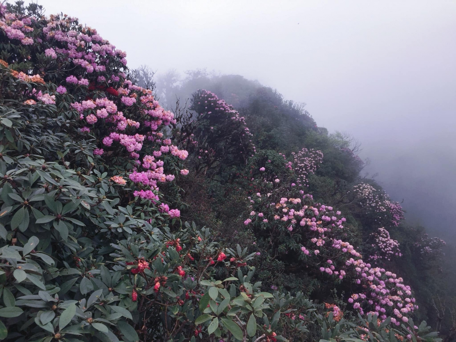Rực rỡ sắc hoa đỗ quyên khắp núi rừng Tây Bắc 2022