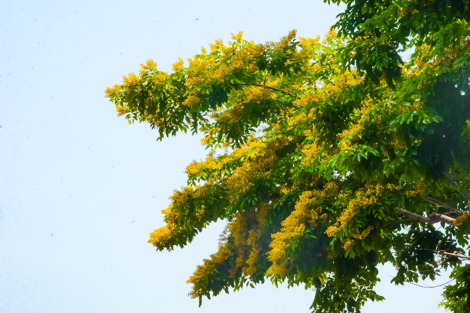 Ngắm hoa sưa nở vàng rực đường phố Đà Nẵng