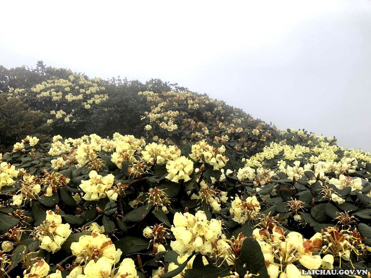 Săn hoa Đỗ Quyên trên đỉnh Pu Ta Leng