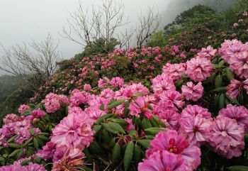 Săn hoa đỗ quyên trên đỉnh Pu Ta Leng