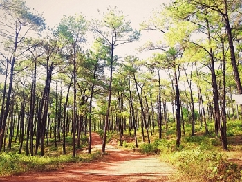 Quảng Bình tiếp tục đứng thứ hai cả nước về tỷ lệ che phủ rừng