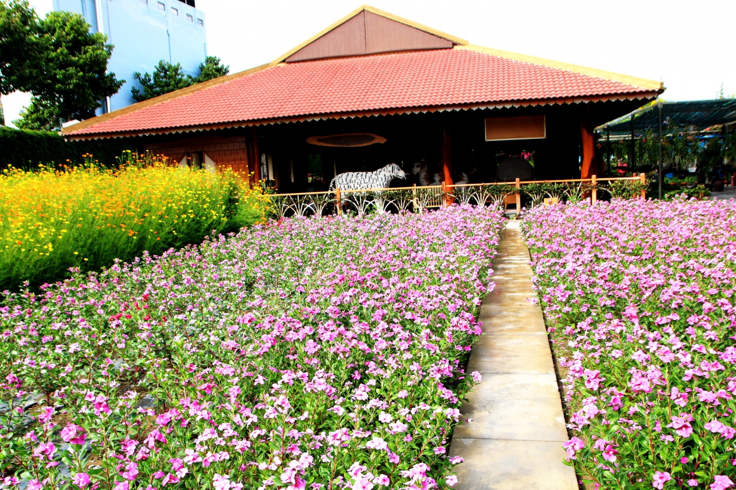 3.475 cây hoa hướng dương khoe sắc ở Làng nghề Trường Sơn