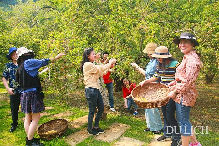 Đắm mình trong thung lũng rừng mơ đẹp như miền cổ tích ở Mộc Châu