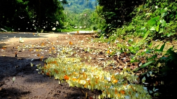 Lạc lối giữa mùa bướm tại rừng quốc gia Cúc Phương
