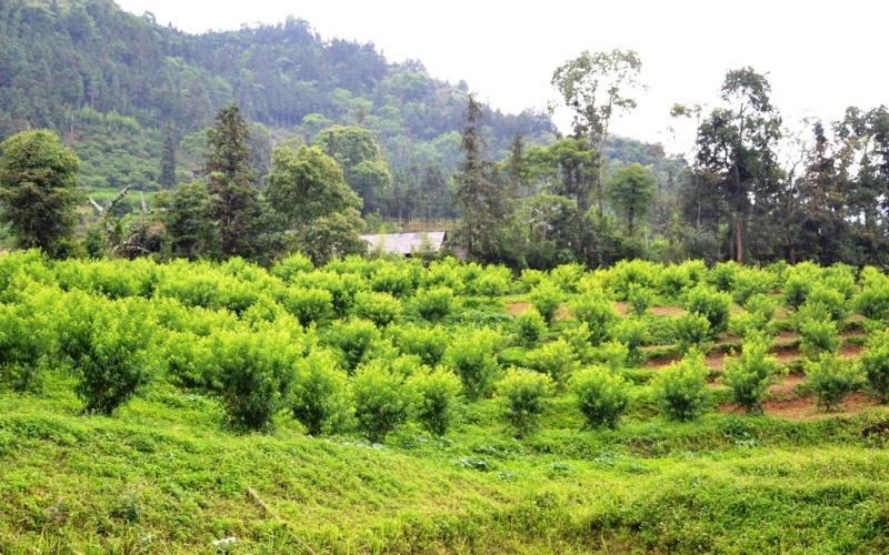 Mùa đào chín sớm trên cao nguyên Bắc Hà