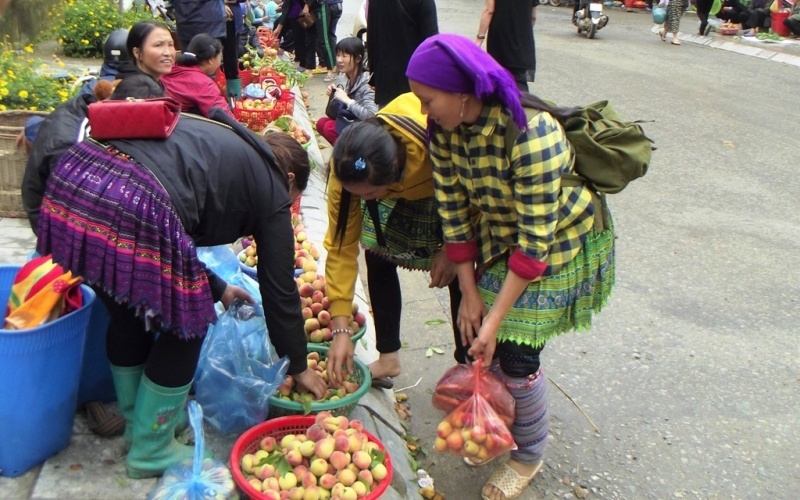 Mùa đào chín sớm trên cao nguyên Bắc Hà