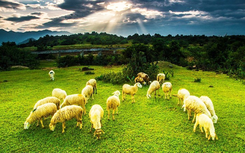Đồng cừu An Hòa: Điểm “check-in” ấn tượng ở Ninh Thuận