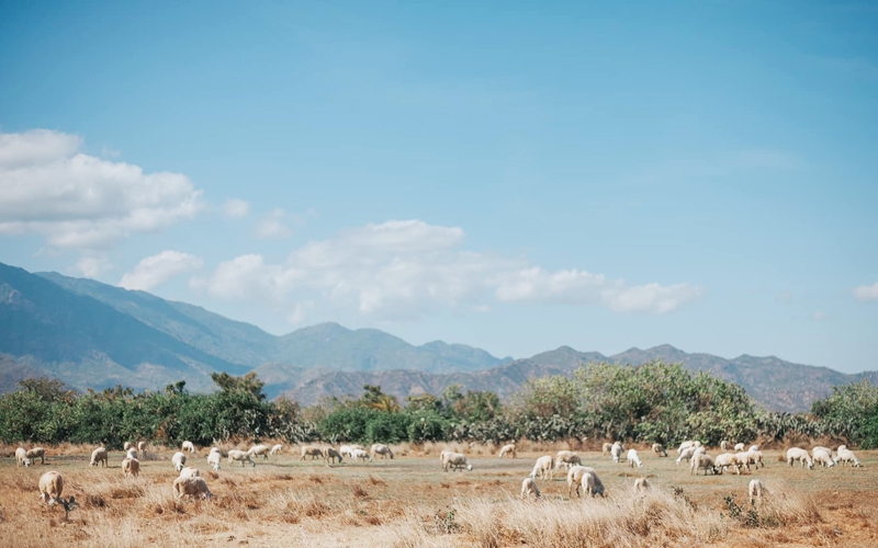 Đồng cừu An Hòa: Điểm “check-in” ấn tượng ở Ninh Thuận