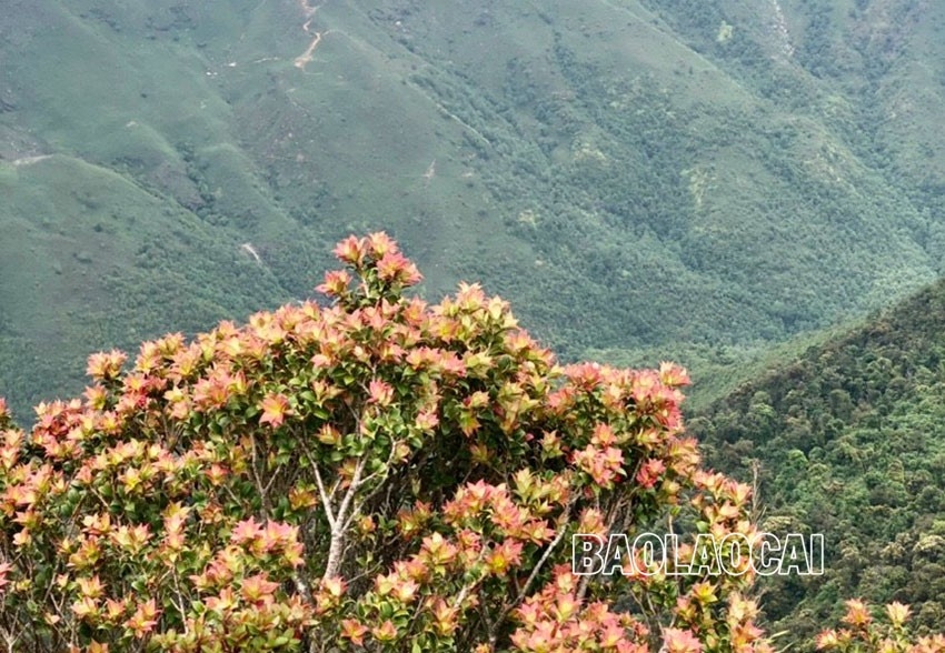 Chiêm ngưỡng vẻ đẹp “đệ nhất hoa" của núi rừng Ky Quan San