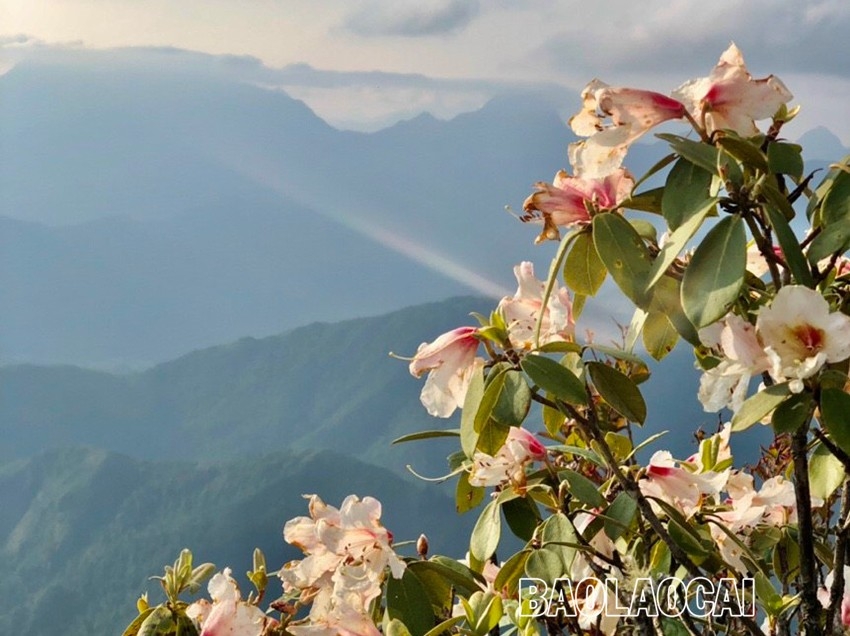 Chiêm ngưỡng vẻ đẹp “đệ nhất hoa" của núi rừng Ky Quan San