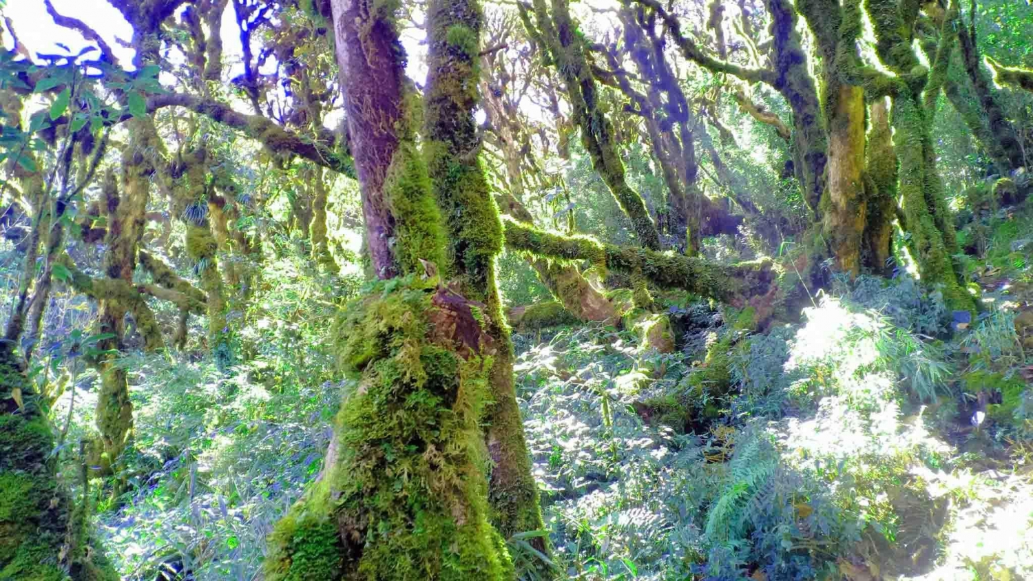 Trekking Tả Liên Sơn - Khám phá khu rừng cổ tích
