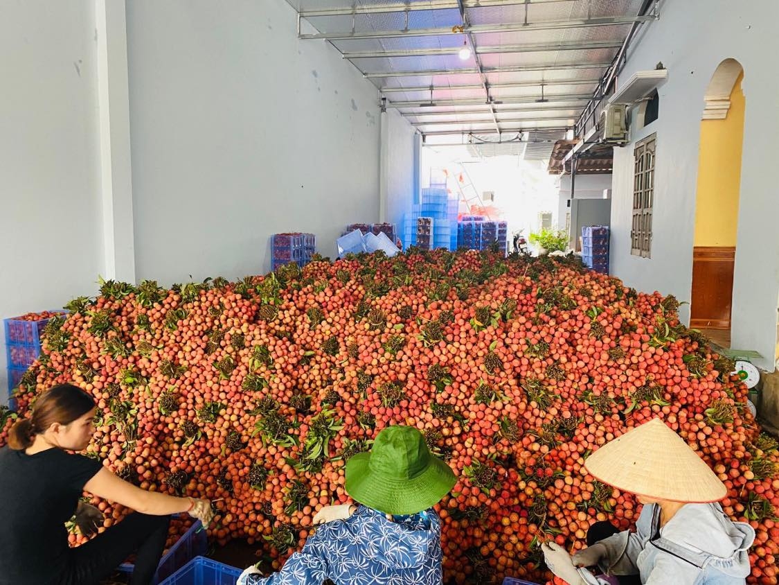 Mở 5 điểm kết nối tiêu thụ nông sản Việt tại Hà Nội