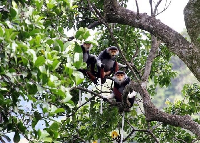 Khu bảo tồn thiên nhiên Nà Hẩu - Nàng tiên xanh của đại ngàn Văn Yên