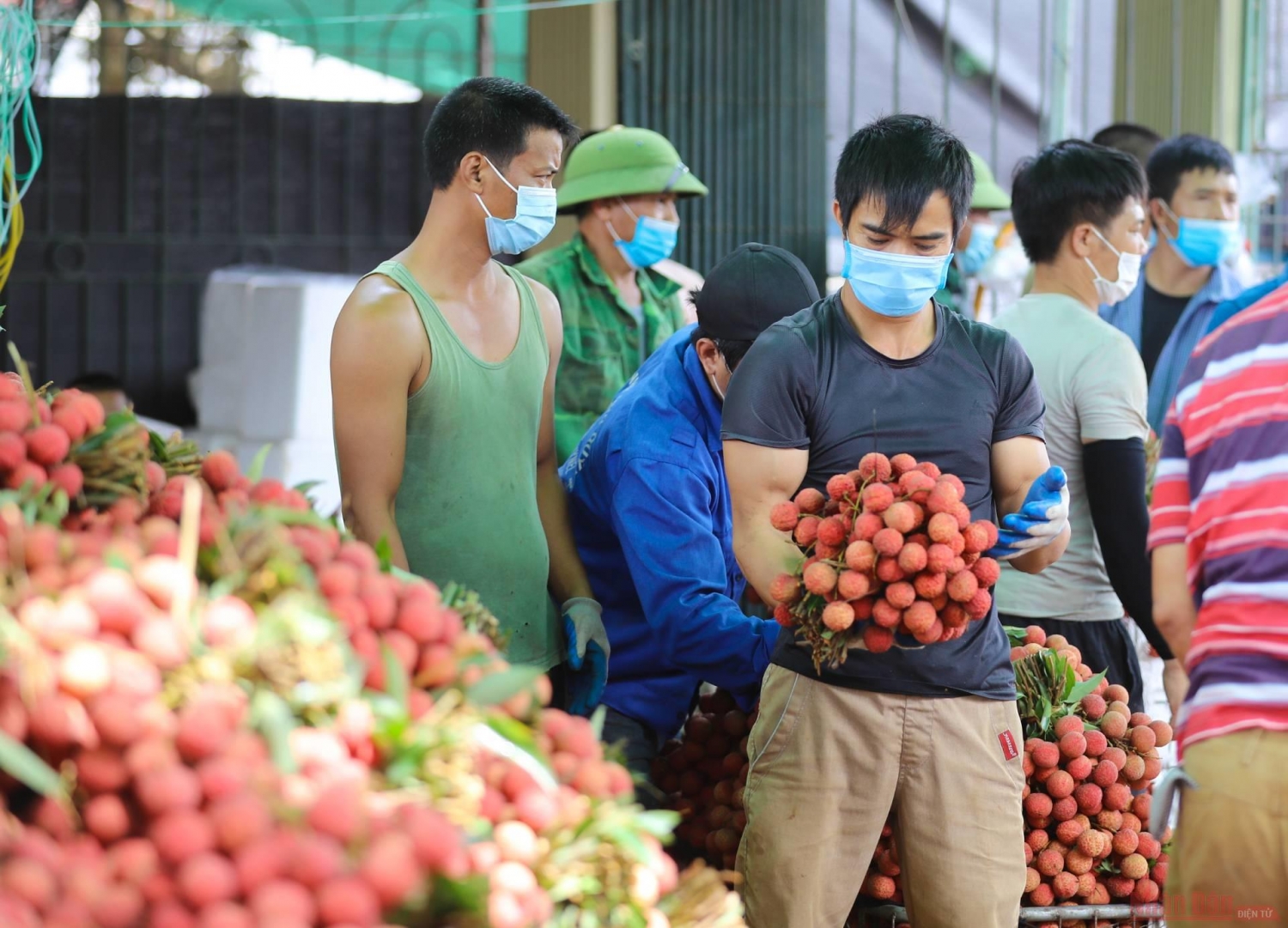 Rực rỡ sắc đỏ tại &quot;vương quốc&quot; vải thiều Bắc Giang