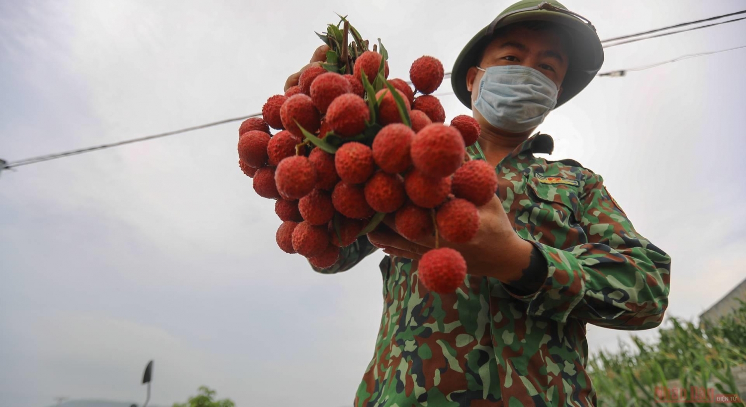 Rực rỡ sắc đỏ tại &quot;vương quốc&quot; vải thiều Bắc Giang