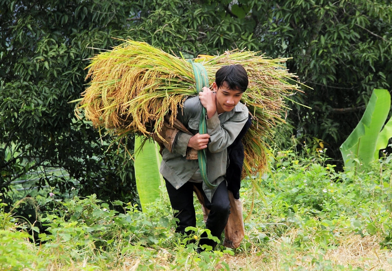 Mùa vàng ruộng bậc thang ở thung lũng Măng Ri