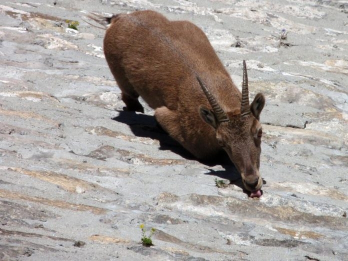 de ibex nha leo nui dac biet