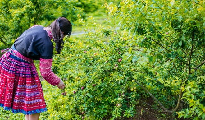 Trốn nóng mùa hè, sao không đến Mộc Châu?