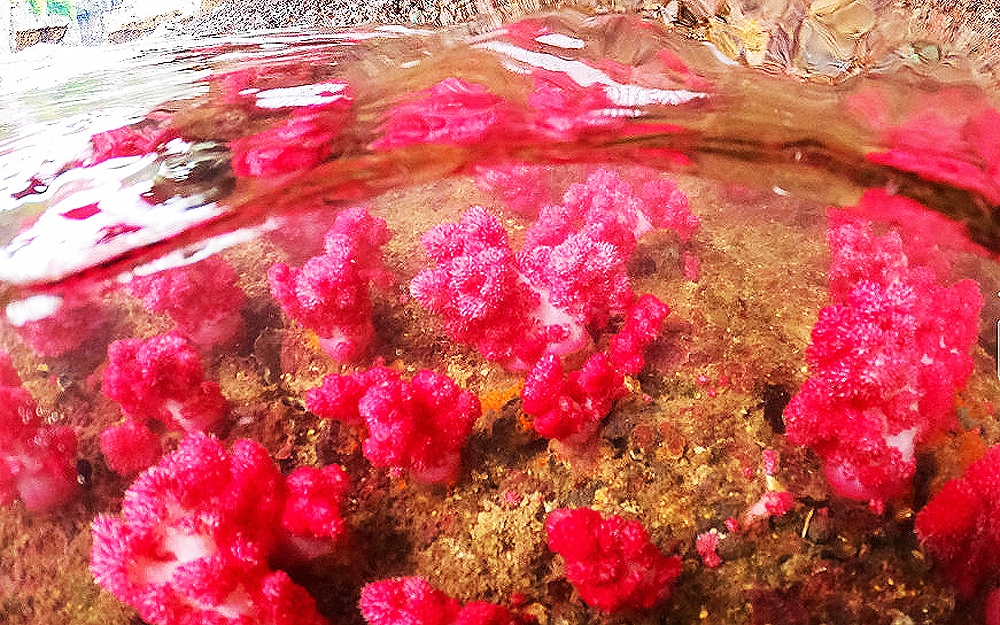 Chiêm ngưỡng san hô hồi sinh trong lòng di sản Vịnh Hạ Long