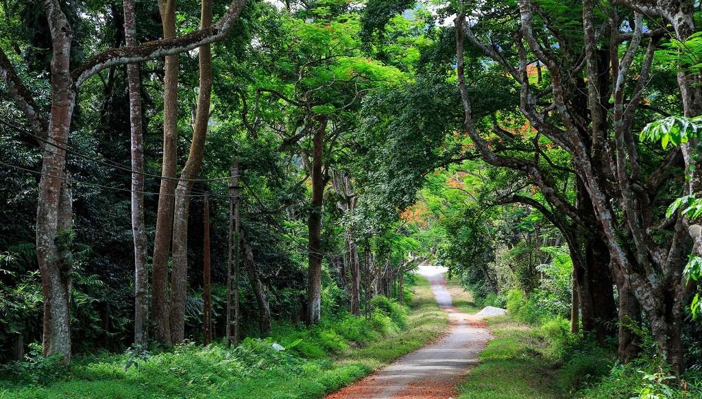 Vườn quốc gia Cúc Phương: Thiên đường rừng xanh níu chân du khách